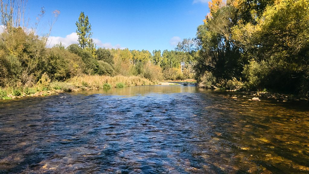 Autumn view of the Esla River in León with calm flow, clear water and golden poplars along the bank